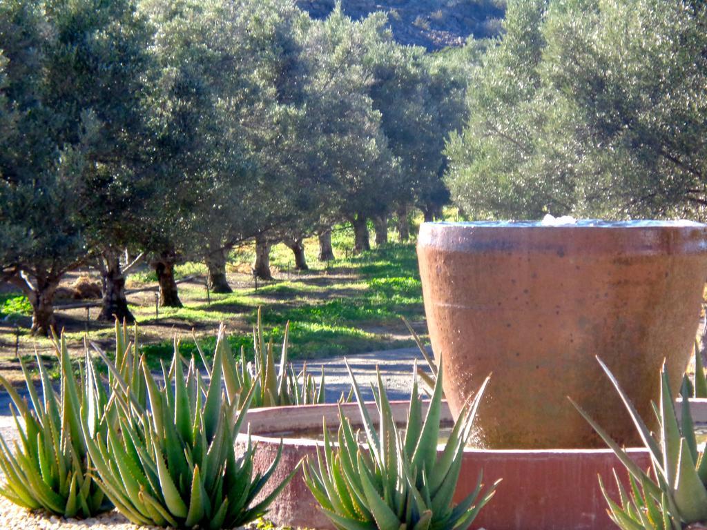 Olive Grove Guest Farm Beaufort West Exterior foto